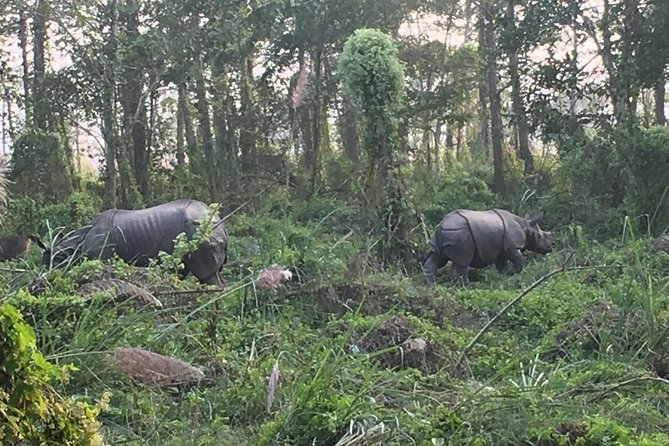 1 Night 2 Days Chitwan Jungle Safari Tour from Kathmandu - Chitwan’s UNESCO terai setting: why this safari feels special
