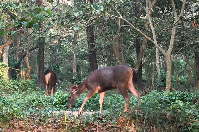 1 Night 2 Days Chitwan Jungle Safari Tour from Kathmandu - Who this Chitwan safari suits best (and who should think twice)