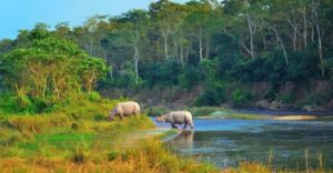 2 Days Chitwan Jungle Safari Tour from Pokhara/Kathmandu - Day 1: Check-In, Guided Safari, and a Tharu Village Night