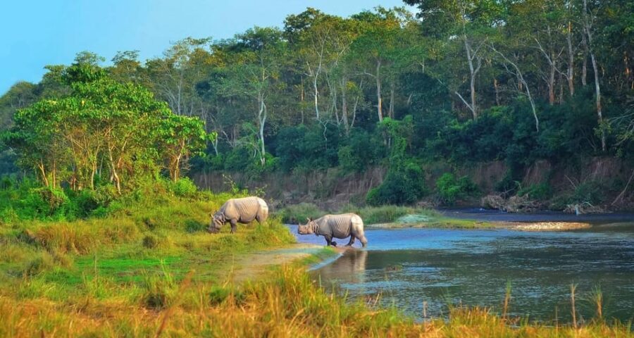 2 Days Chitwan Jungle Safari Tour from Pokhara/Kathmandu - Day 2: Early Morning Jungle Walk and the 7:00 AM Return