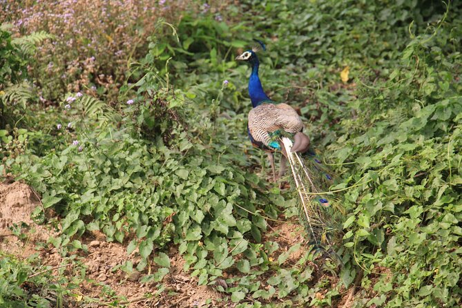 3-Day Chitwan National Park Jungle Safari Tour Package with Pick Up - Wildlife expectations: how to think about rhinos and tigers