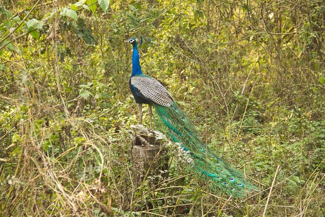 3 Nights 4 Days Chitwan National Park with Tower Night Stay - Day 3: tower-area morning, jungle walk back, and optional bike time