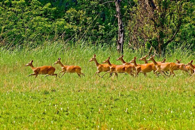 3 Nights 4 Days Chitwan National Park with Tower Night Stay - Getting There: AC Bus Comfort and Smooth Hotel Pickup