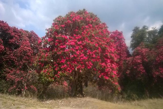 Annapurna Base Camp Trek - 11 Days - Days 7–8: Deurali, Machhapuchhre Base Camp (3700m), and your big turning point