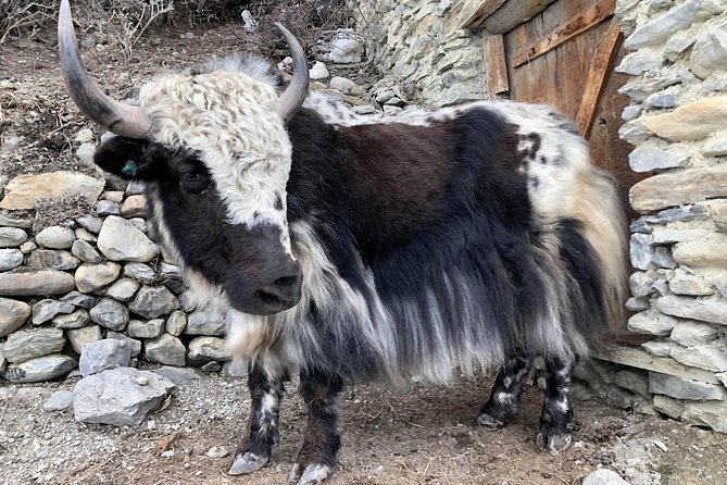 Annapurna Circuit Trek - Tatopani hot springs, Ghorepani, and the Poon Hill sunrise finish