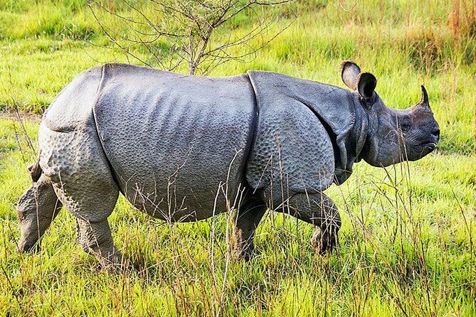 Chitwan 2 Nights All Inclusive Jungle Safari Tour - Why Chitwan for 2 Nights Works So Well