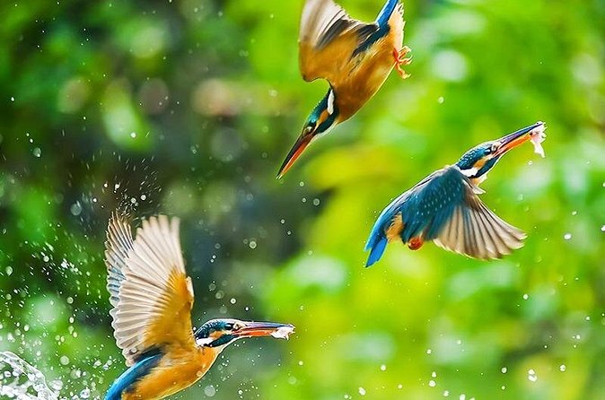 Chitwan 2 Nights All Inclusive Jungle Safari Tour - Chitwan National Park: Jeep Safari Plus Guided Nature Walking