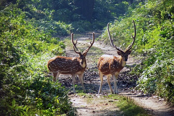 Chitwan 2 Nights All Inclusive Jungle Safari Tour - Meals and Lodge Life: What All-Inclusive Really Means Here