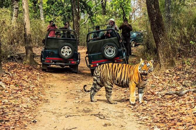 Chitwan Jungle Safari 3-Day Tour - Key things to know before you go