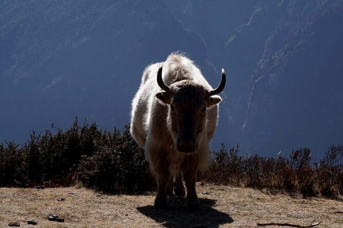 Everest Base Camp Trekking - 2025/2026 - Lukla to Phakding (2,652 m): the gentle start that protects you later