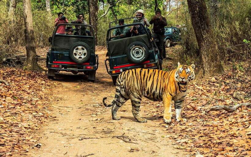 From Kathmandu/Pokhara: 2, 3, or 4-Day Chitwan Jungle Safari - The 3-day option: your best mix of jeeps and conservation stops