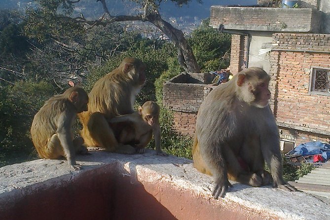Full Day Kathmandu City Sightseeing Tour of UNESCO Heritage Sites - Price and Value: What $50 Gets You (and What It Doesn’t)