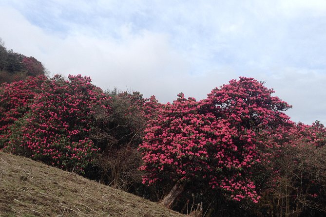 Ghorepani Poon Hill Trek - Poon Hill sunrise morning: the 1-hour climb that sets your whole trip