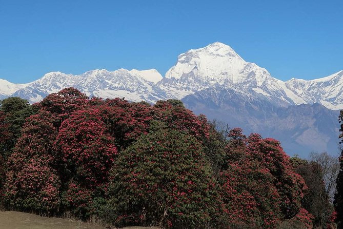 Ghorepani Poonhill Trek -8 Days - Day 4: Ulleri to Ghorepani Through Rhododendron Forests