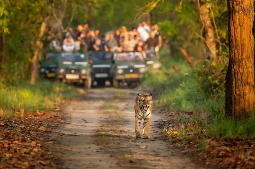 Kathmandu/Pokhara: 3 Day Chitwan Jungle Safari Tour - Why Chitwan feels different from other Nepal wildlife trips