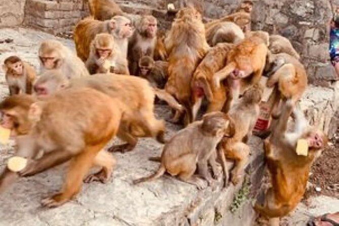 Kathmandu Private Sightseeing Tour | UNESCO World Heritage Sites - Comfort and logistics: pickup, timing, and weather reality