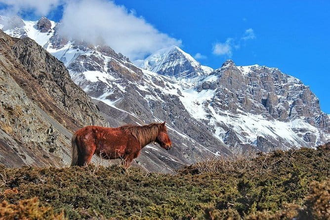Kathmandu to Langtang Valley 7-Day Trek - Kyanjin Ri (4773 m): the big day where the views matter most