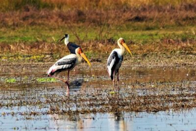 Nepal Birding - The bird guide factor: more than species names